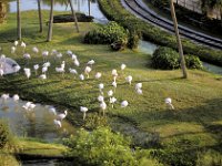 Florida - Tampa - Busch Gardens - Flamingos